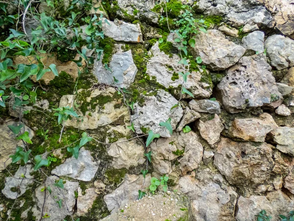 Old stone wall aged with green leaves