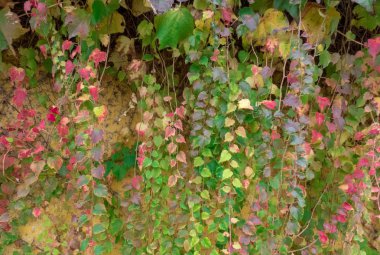 Sonbahar renkli bitki ile duvar