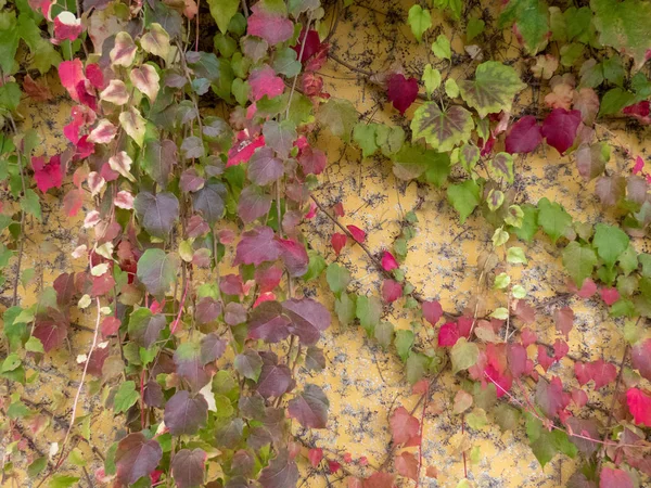 Sonbahar renkli bitki ile duvar