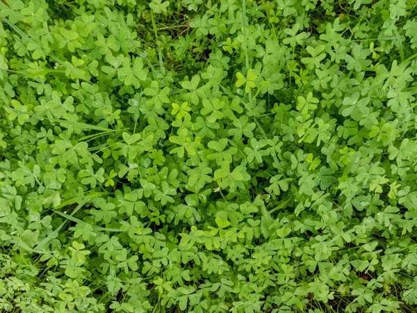 Hojas Verdes Fondo Vegetal — Foto de Stock