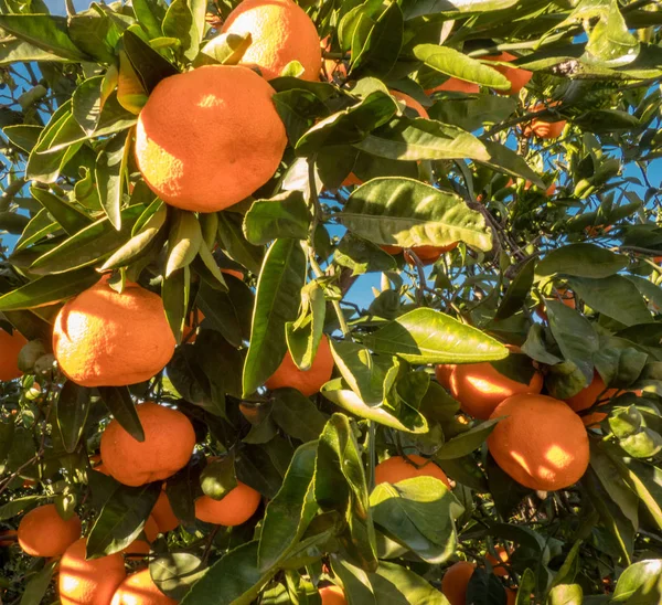 Ώριμο Μανταρίνι Φρούτα Στο Δέντρο Ηλιόλουστη Μέρα — Φωτογραφία Αρχείου