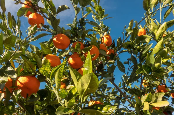 Mandarin Gyümölcsök Fán Napsütésben — Stock Fotó