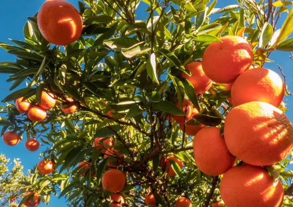 Ώριμο Μανταρίνι Φρούτα Στο Δέντρο Ηλιόλουστη Μέρα — Φωτογραφία Αρχείου