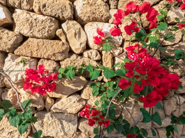 Vista Del Casco Antiguo Denia Sur España — Foto de Stock