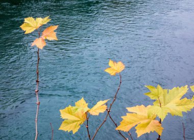 Su yüzeyi arka sarı yapraklarda.