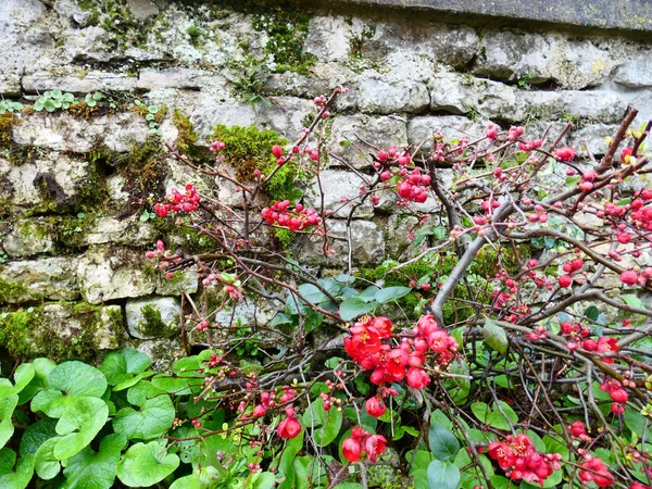 Strauch Mit Roten Blumen Auf Dem Hintergrund Steinmauer — Stockfoto