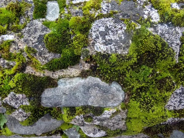 Old Wooden Wall Close Aged Moss — Stock Photo, Image