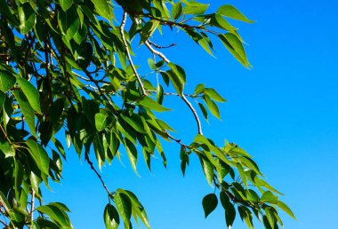 Yeşil yeşil arka plan üzerinde bırakır. Kavak ağacı dalı makro VI