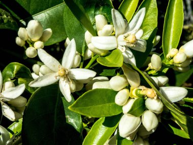 Bahar bahçe içinde portakal çiçeği