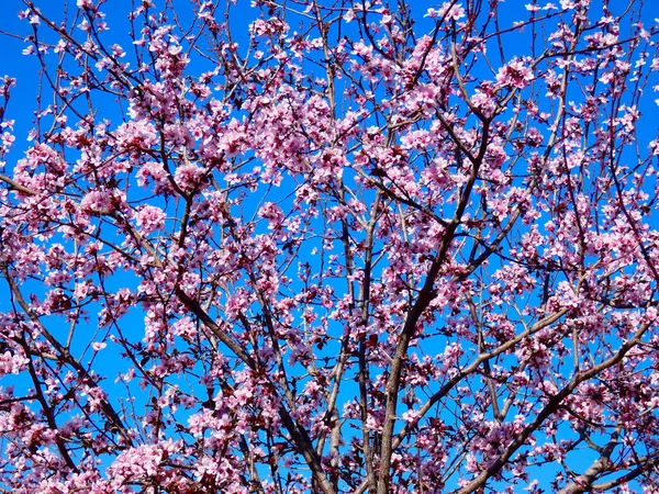 Rosafarbene blühende Kirschbäume — Stockfoto