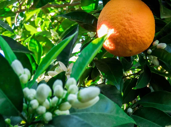 Olange άνθη και πορτοκαλί φρούτα στον κήπο — Φωτογραφία Αρχείου