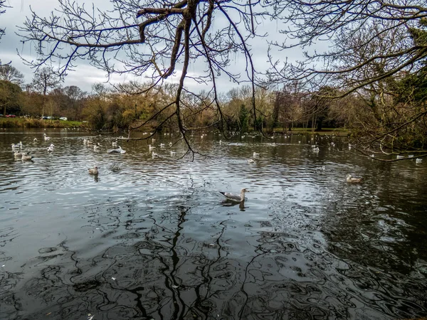 Lake Park ile kuşlar, Eastbourne, İngiltere