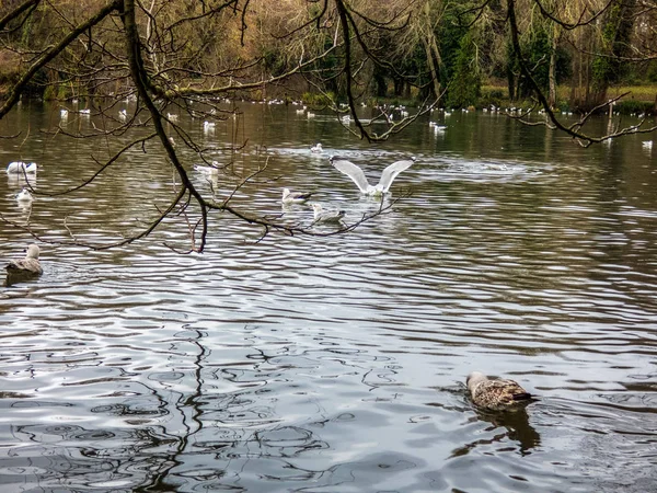 Lago no parque com pássaros, Eastbourne, Reino Unido — Fotografia de Stock