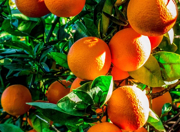 정원에서 과일과 오렌지 나무의 분 지 — 스톡 사진