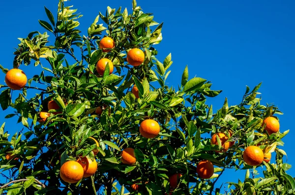 Υποκατάστημα του πορτοκαλί δέντρο με τα φρούτα σε φόντο μπλε του ουρανού — Φωτογραφία Αρχείου