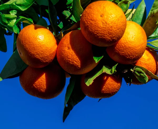Υποκατάστημα του πορτοκαλί δέντρο με τα φρούτα στον κήπο — Φωτογραφία Αρχείου