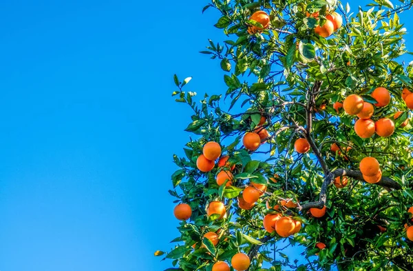 Υποκατάστημα του πορτοκαλί δέντρο με τα φρούτα σε φόντο μπλε του ουρανού — Φωτογραφία Αρχείου