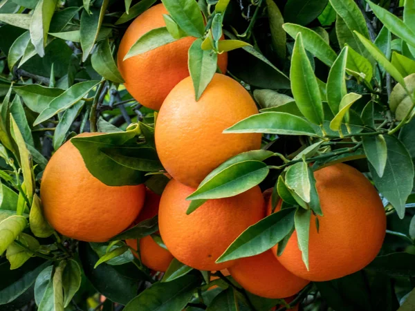 Portakal ağacı zekâ meyve bahçesinde Şubesi