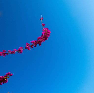 Arka planda mavi gökyüzü ile Begonvil