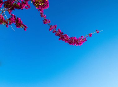  Arka planda mavi gökyüzü ile Begonvil