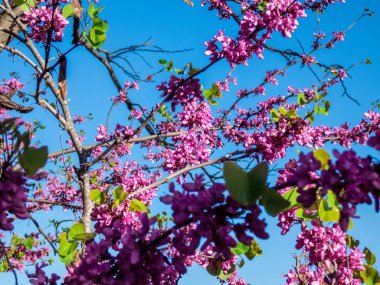 Gösterişli erguvan çiçekli ağaç Brunch