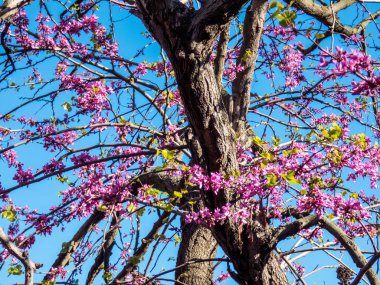 Gösterişli erguvan çiçekli ağaç Brunch
