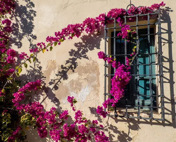 Arbusto buganvilla y pared vieja con ventana — Foto de Stock