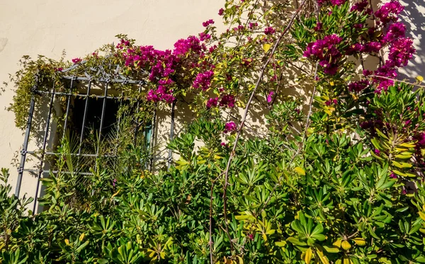 Arbusto buganvilla y pared vieja con ventana — Foto de Stock