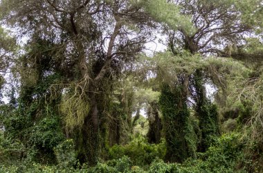 Albufera Doğal Parkı ormanı