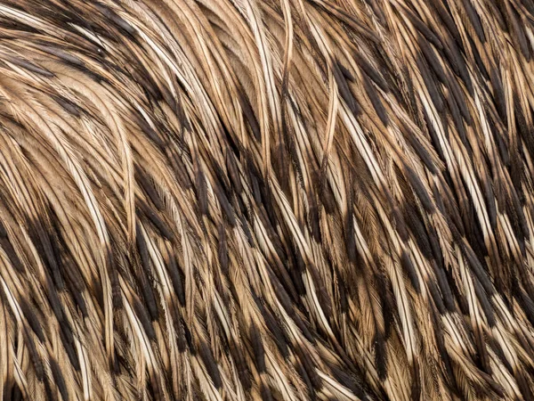 Struttura di sfondo piume di struzzo — Foto Stock