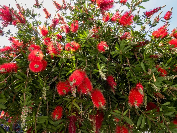 Çiçek açan Callisten bitkisi — Stok fotoğraf