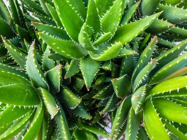 Sivri closeup ile Bir Aloe Vera Sulu Bitki