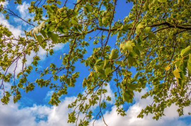 Bir arka plan üzerinde genç yaprakları ve çiçekleri ile Akçaağaç dalları 