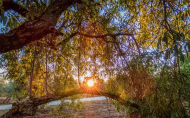 Güzel Günbatımı Gündoğumu Güneş ağaç dalları ile Parlayan 