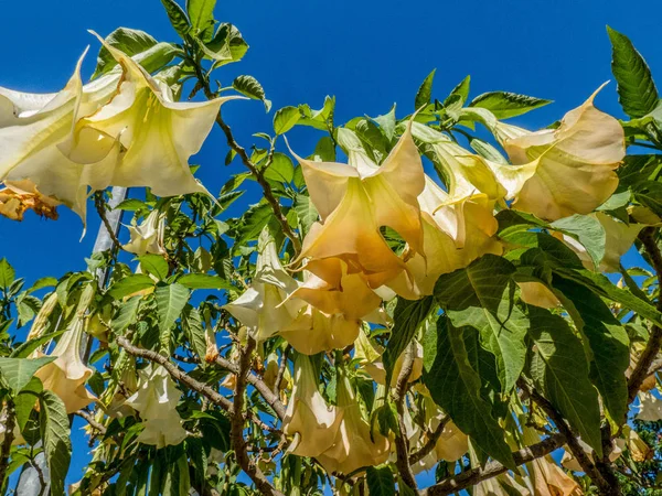 Sarı melekler ağaç üzerinde çiçek trompet (Brugmansia suaveolens). Bl — Stok fotoğraf