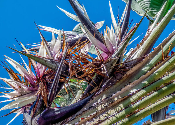 Banana tree Musa with a beautiful, blooming flower against the s