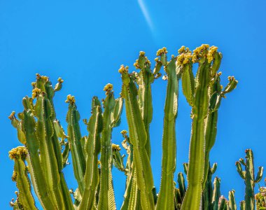 Bir bahçede Kaktüs Grubu , mavi gökyüzü backgroun yakın