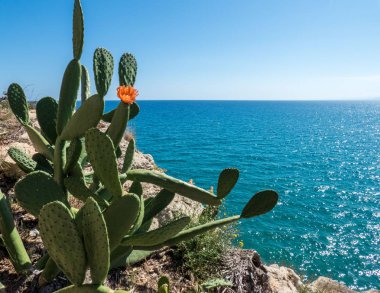  Mediterranian denizi kıyısında kırmızı çiçekli kaktüs. Mavi s