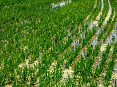 Katalonya yeşil çim pirinç tahıl alanı, delta nehri Ebro, Sp