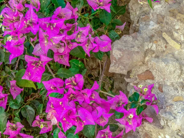 Mor / magenta brunch Bougainvillea arka planda — Stok fotoğraf