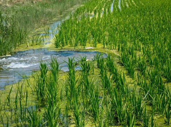 Katalonya yeşil çim pirinç tahıl alanı, delta nehri Ebro, Sp