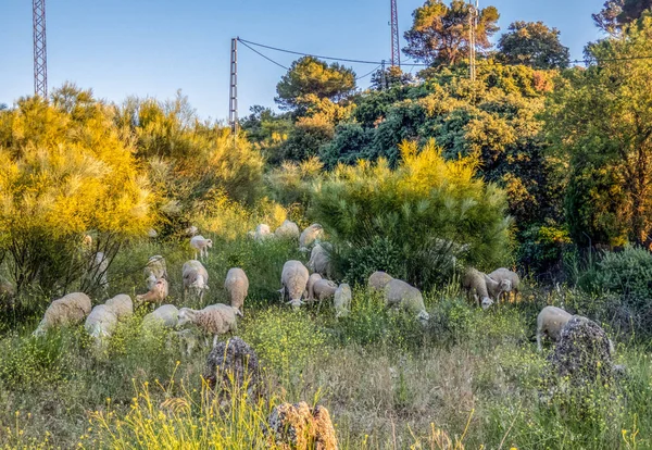 Овцы пасутся в поле и едят траву. Вечер в Нью-Йорке — стоковое фото