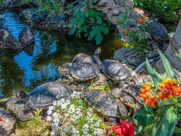 Little Turtles resting on rocks near the pond in park in Spain