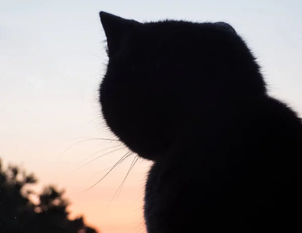 Silhouette Of Cat At Beautiful Sunset. Sunset Background,Cat Loo