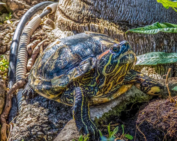 Taşların üzerinde oturan kaplumbağa