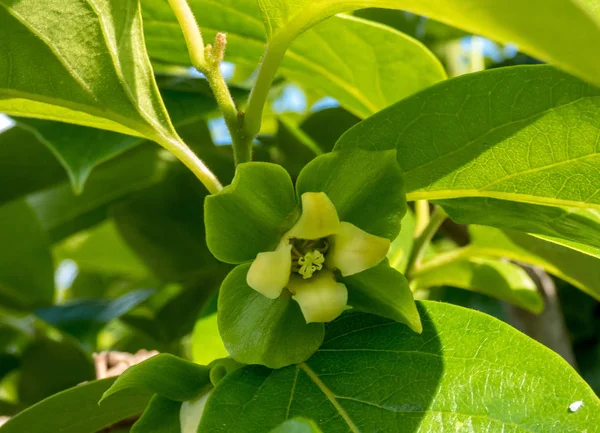 ağaçta hurmon çiçeği , yakın