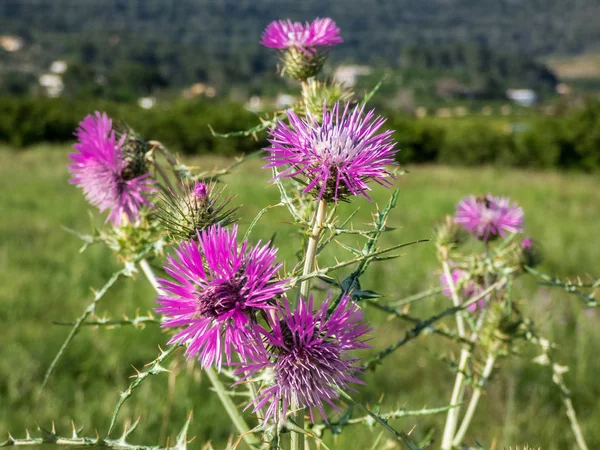 Bir yaz tarlasında devedikeni tomurcukları ve çiçekler. İspanya. Bahar — Stok fotoğraf