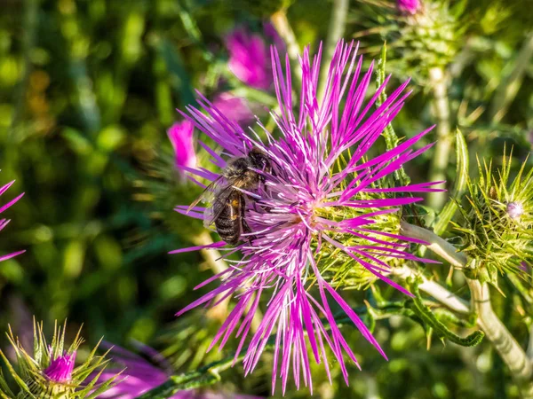 Bir yaz tarlasında arı ile Thistle çiçek. İspanya. Bulanık bac — Stok fotoğraf