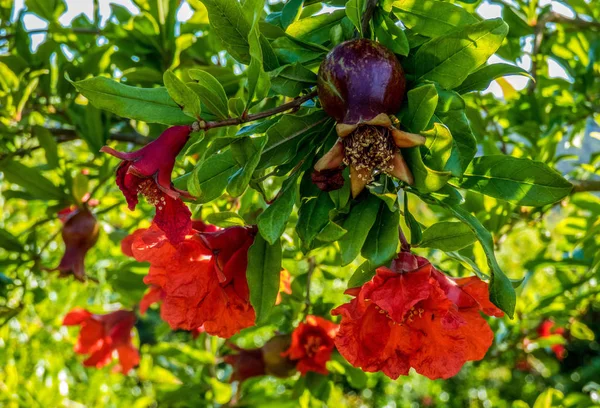 Küçük kırmızı meyve ve çiçekler ile Blooming nar ağacı. — Stok fotoğraf