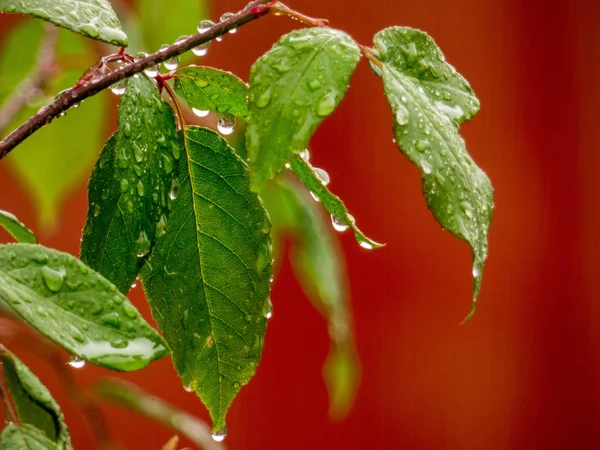 Tree branch with rain drops after rain , close up, blurry green